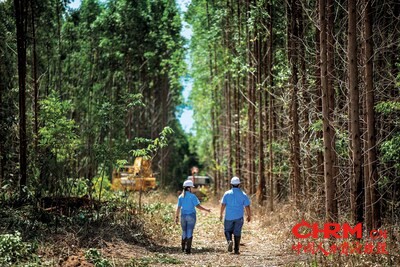 书赞桉诺林地